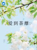 爱到荼蘼短剧在线观看