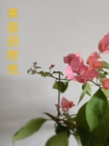 来自旧时光的伤