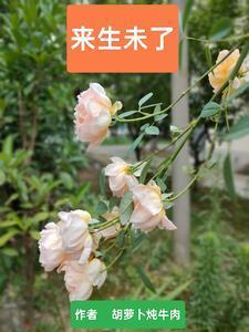 来生未了情舞蹈